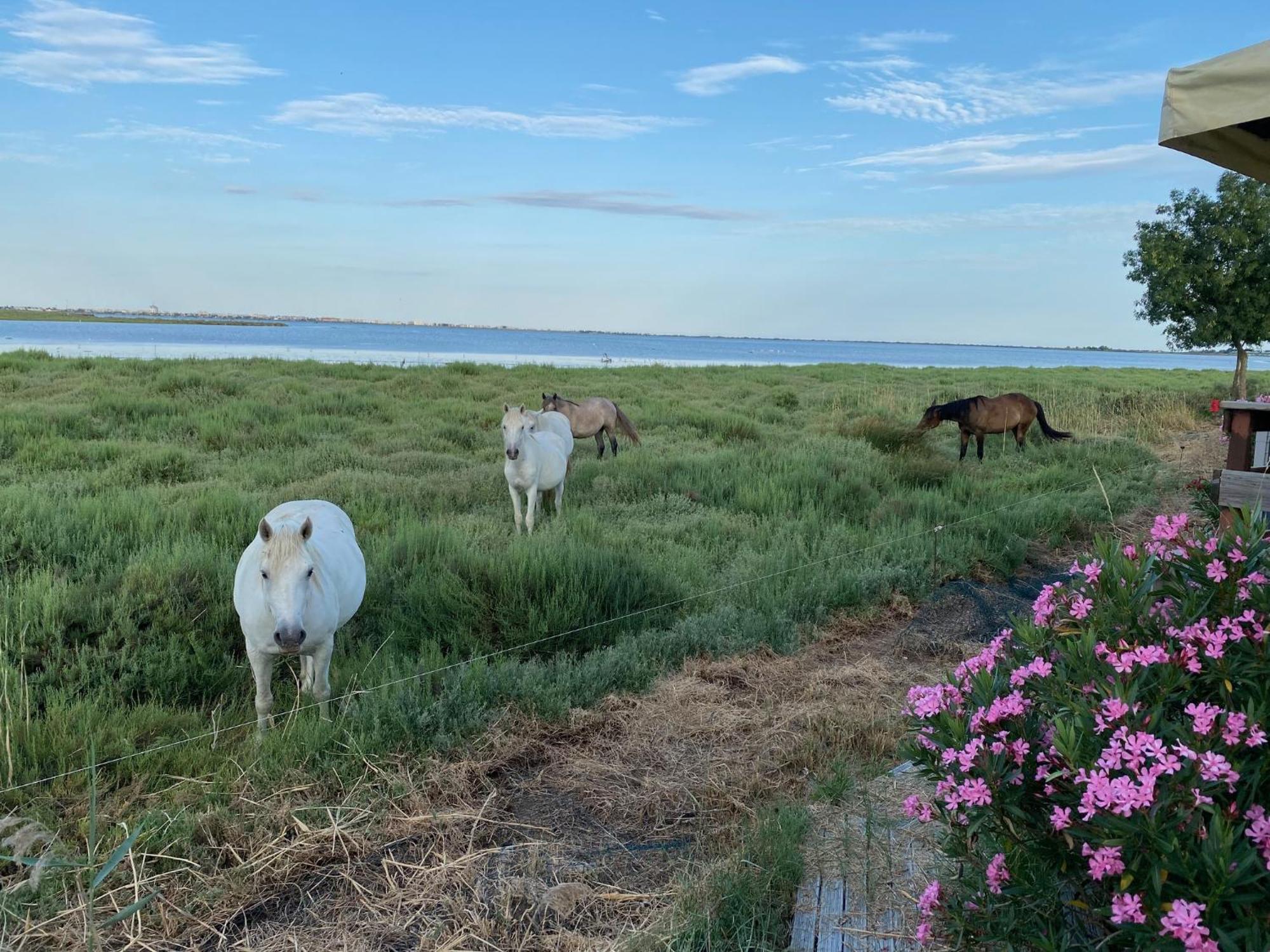 Camping De L'Arnel Villeneuve-lès-Maguelonne Buitenkant foto